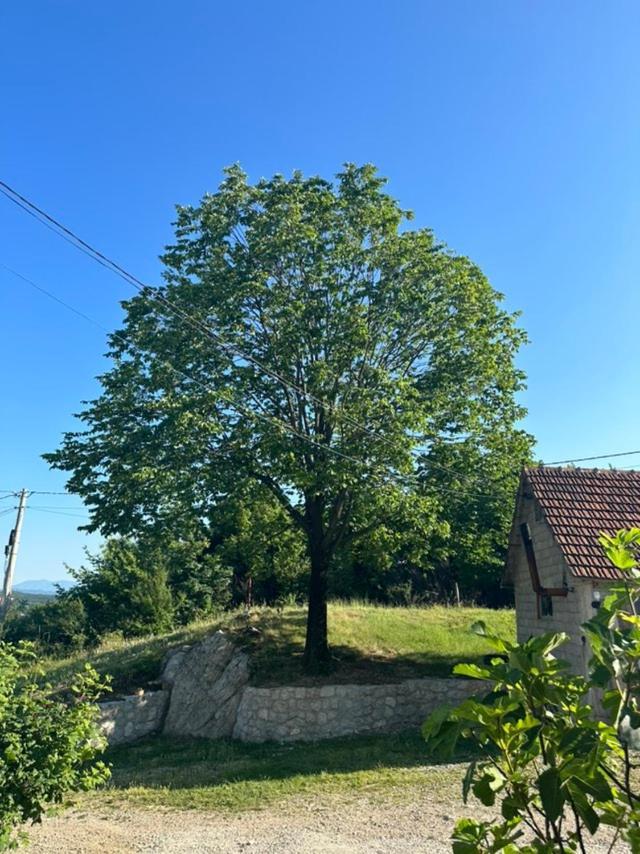 Gazdinstvo Tadic Pension Nikšić Buitenkant foto